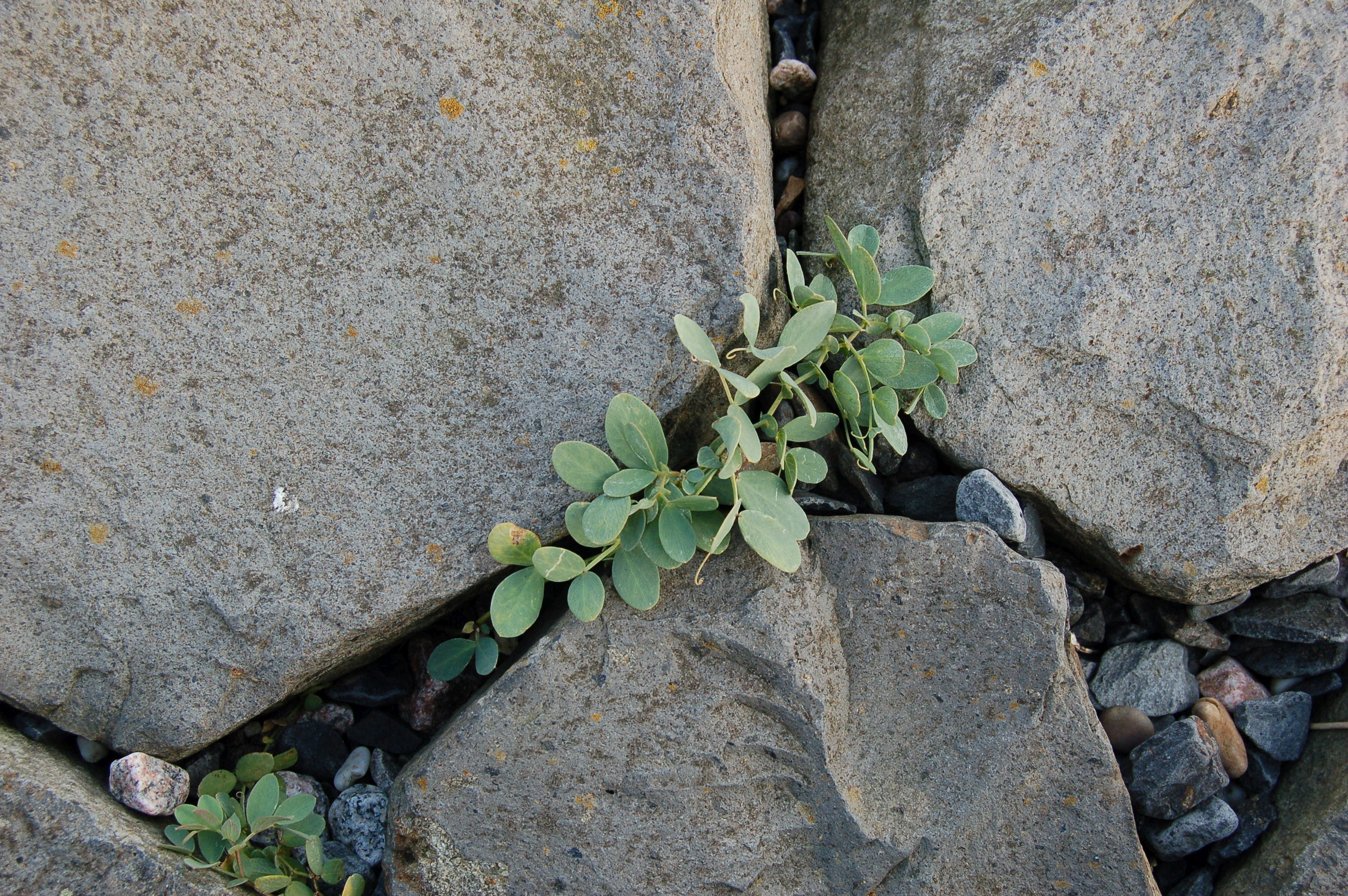 Lathyrus japonicus (door Rik Huiskes)