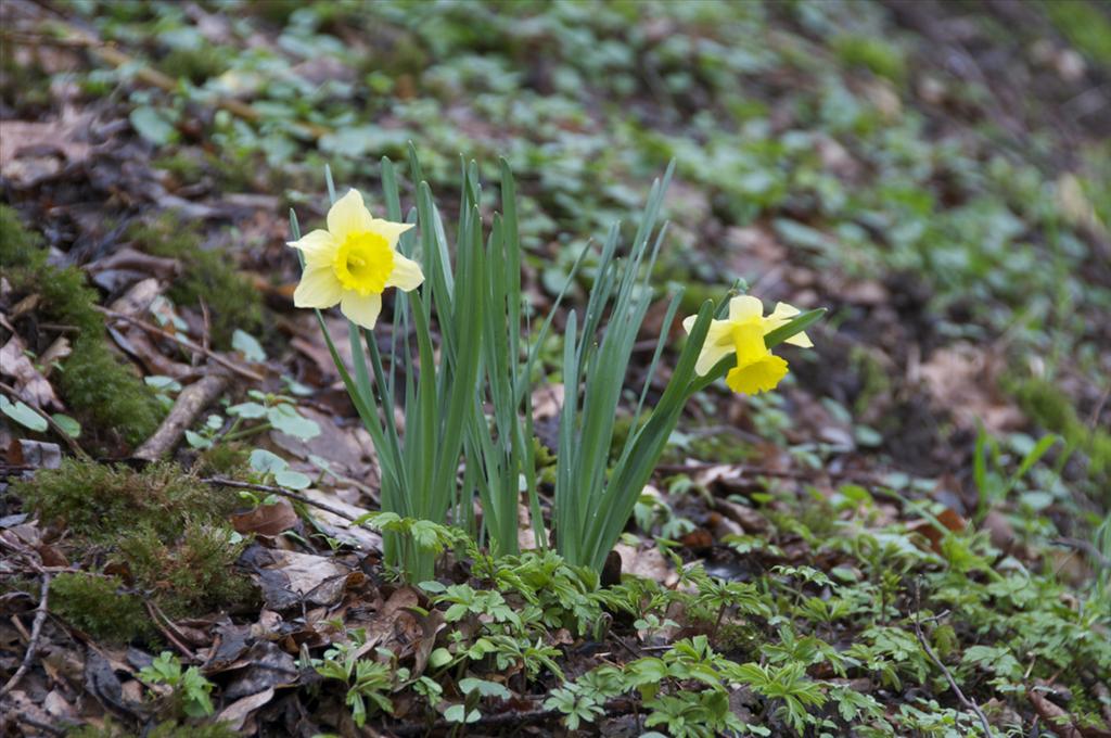 Narcissus pseudonarcissus subsp. pseudonarcissus (door Baudewijn Odé)