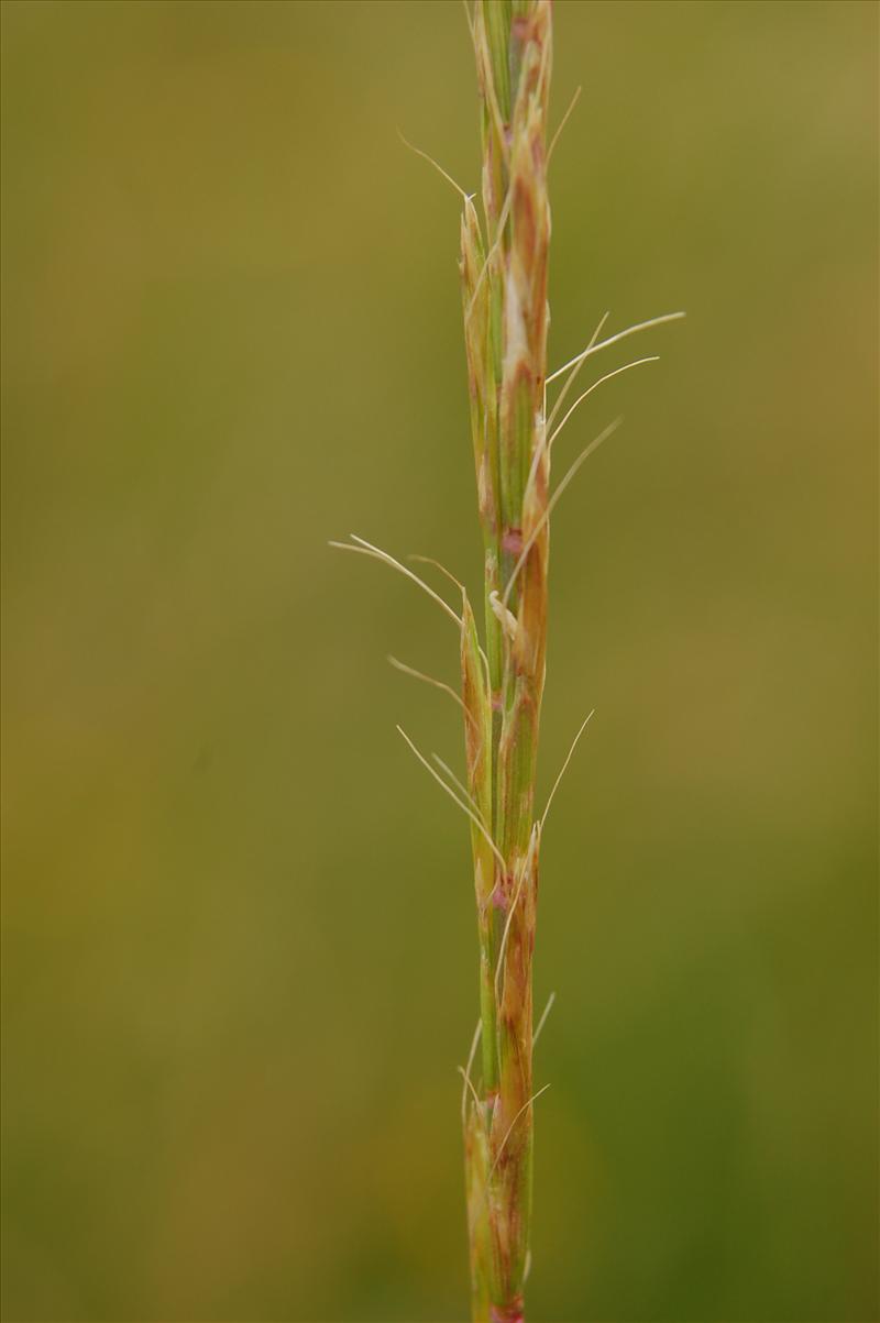 Gaudinia fragilis (door Joep Spronk)