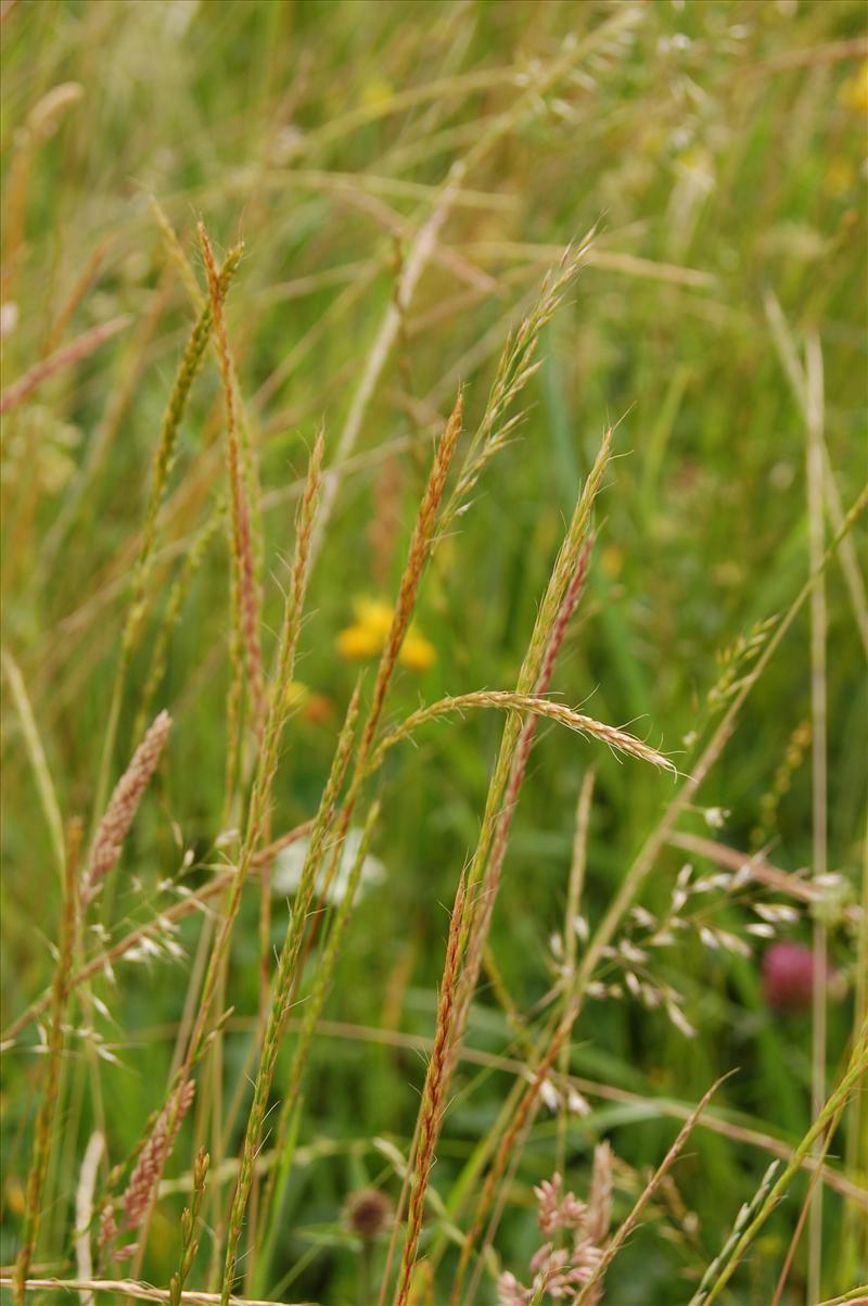 Gaudinia fragilis (door Joep Spronk)