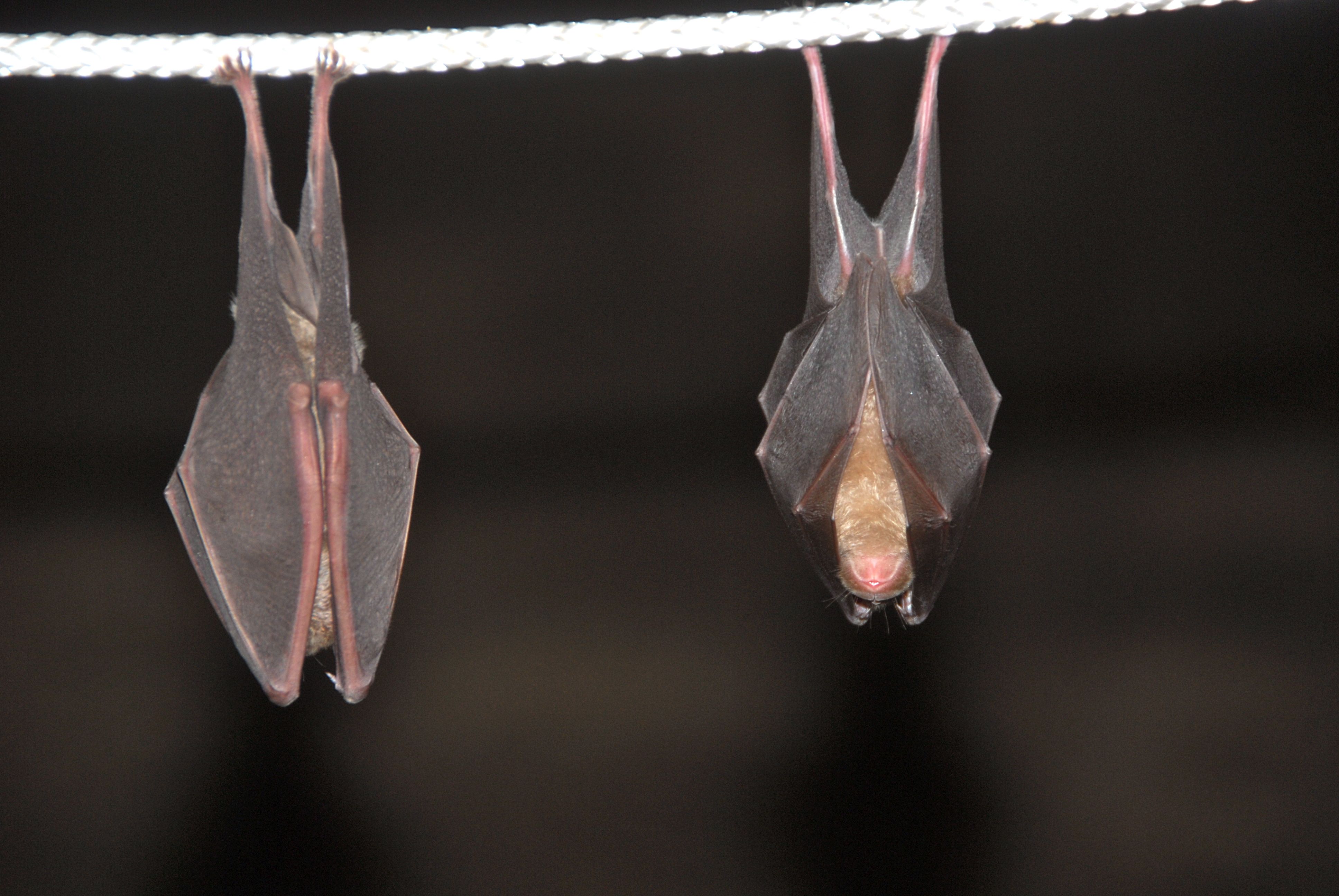 Rhinolophus ferrumequinum (door Bernadette van Noort)