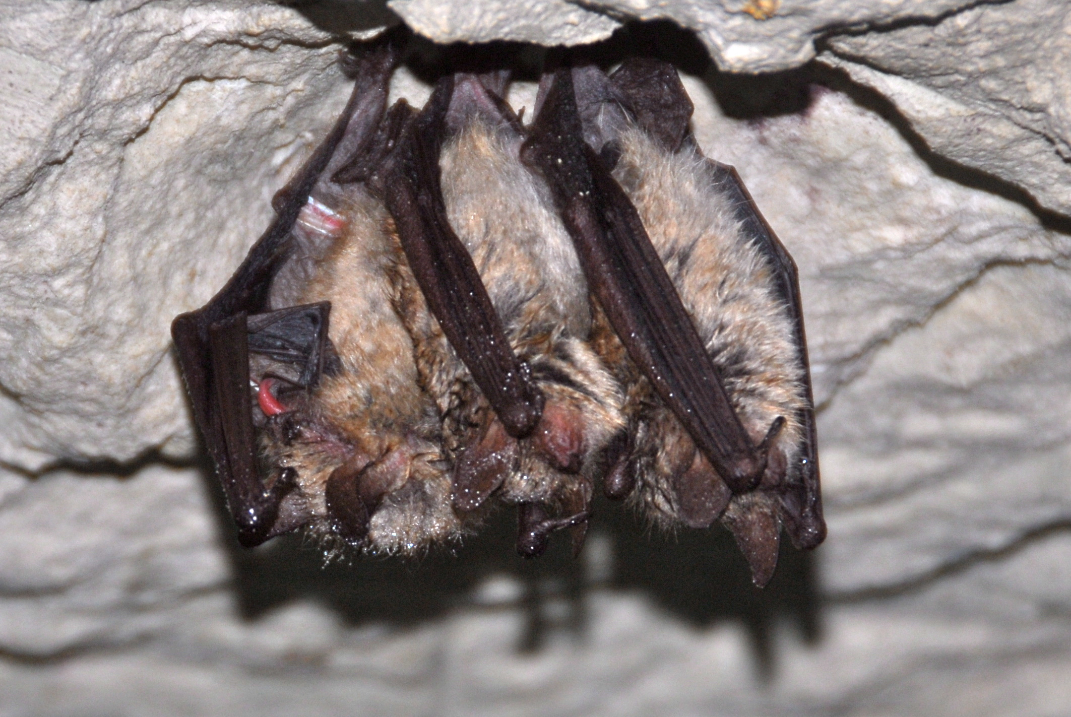 Myotis emarginatus (door Bernadette van Noort)