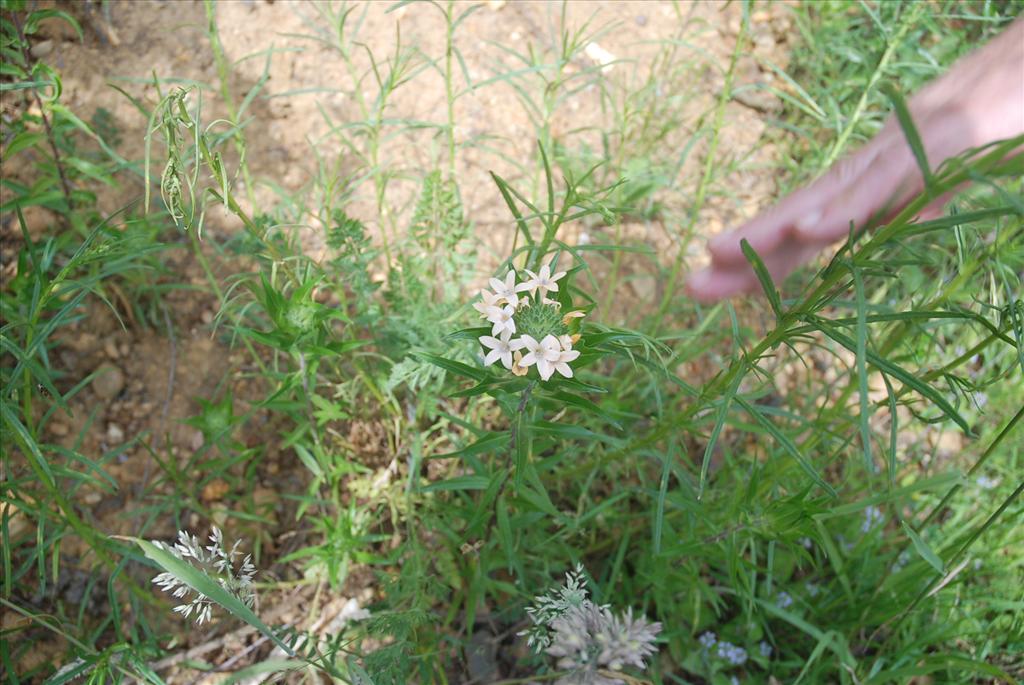 Collomia grandiflora (door Patrick Huisman)