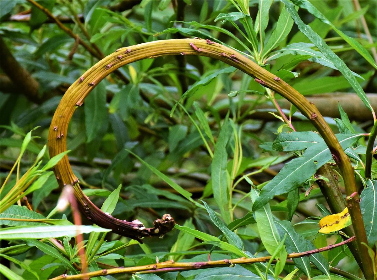 Salix udensis 'Sekka' (door Elly Tiesma)