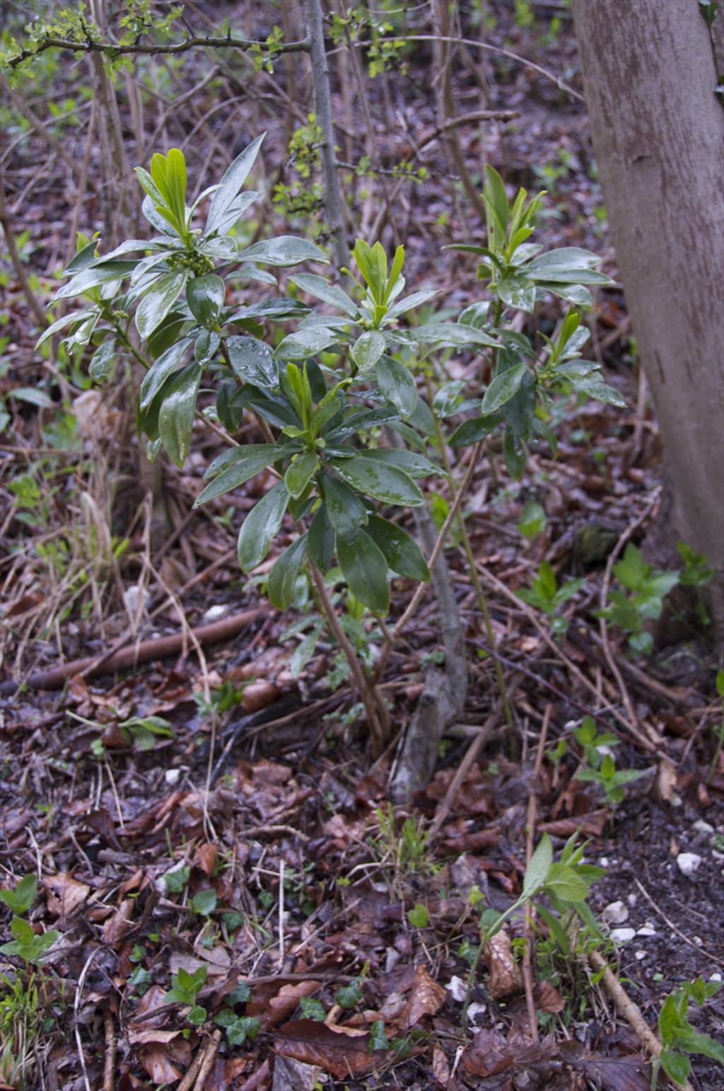 Daphne laureola (door Baudewijn Odé)