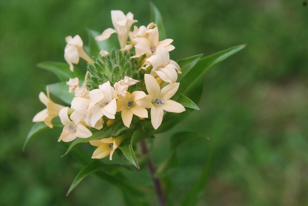 Collomia grandiflora (door Patrick Huisman)