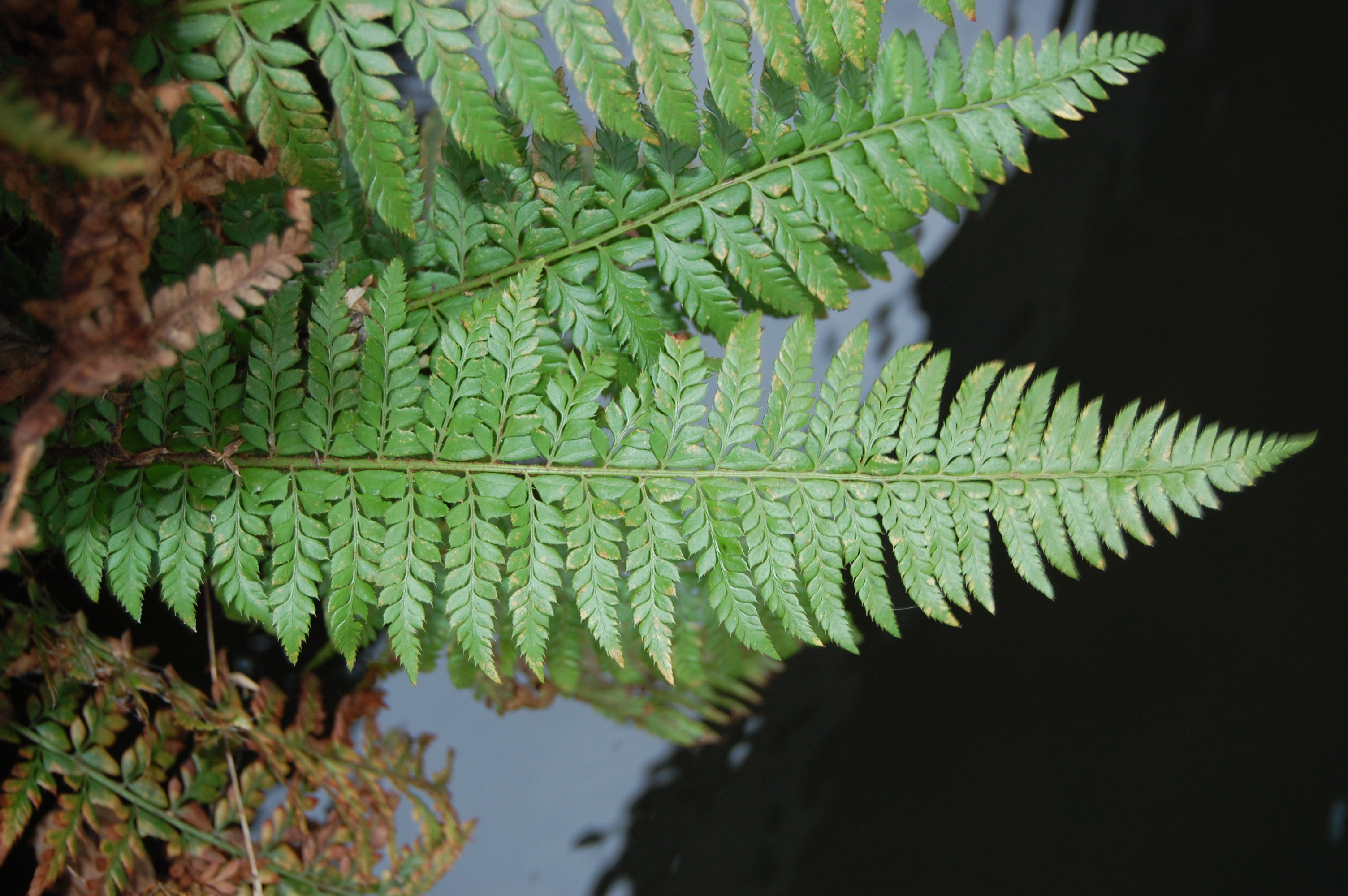 Polystichum aculeatum (door Omar Pokorni)