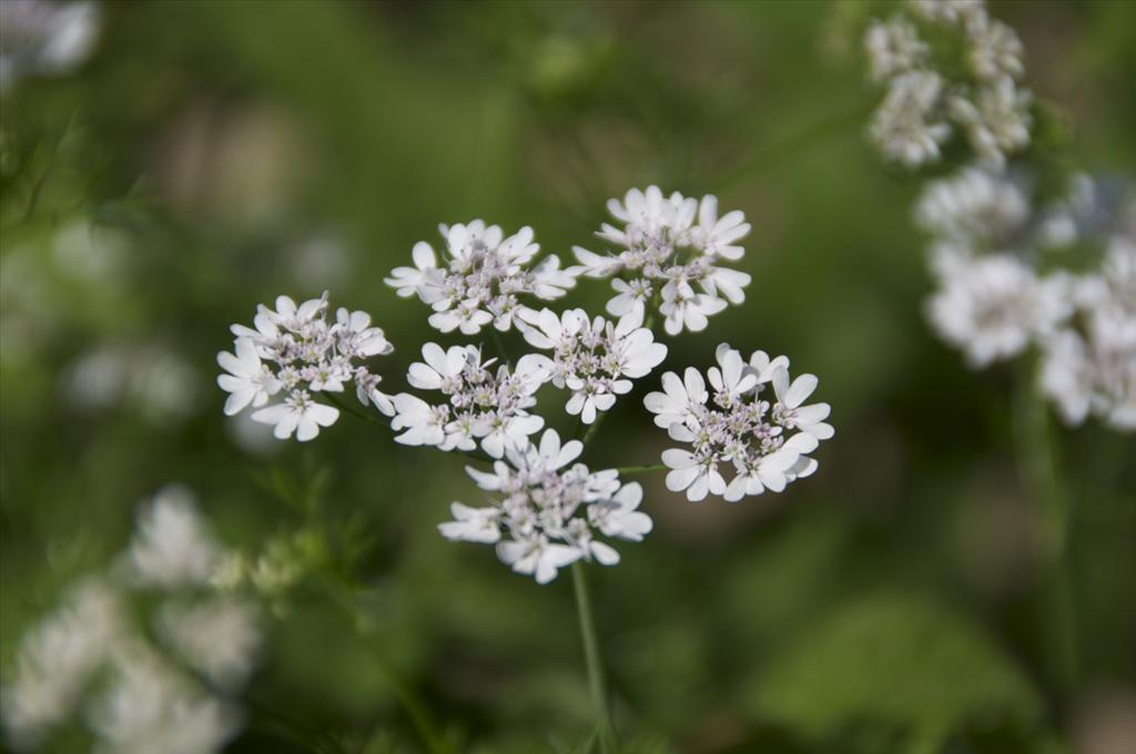 Coriandrum sativum (door Baudewijn Odé)