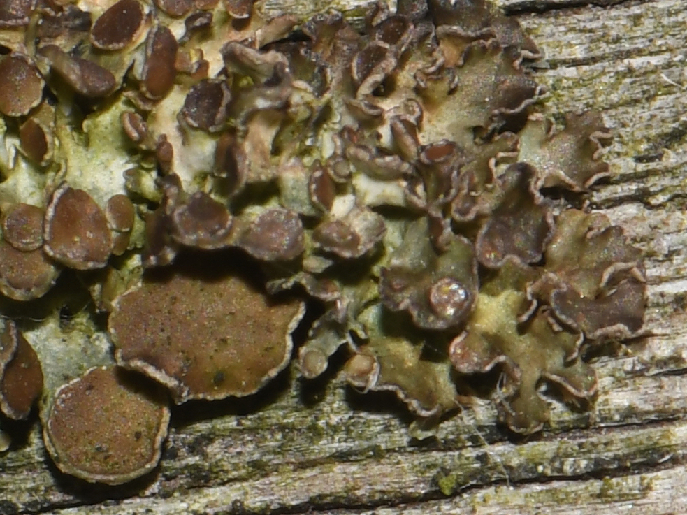 Cetraria sepincola (door Erik van Dijk)