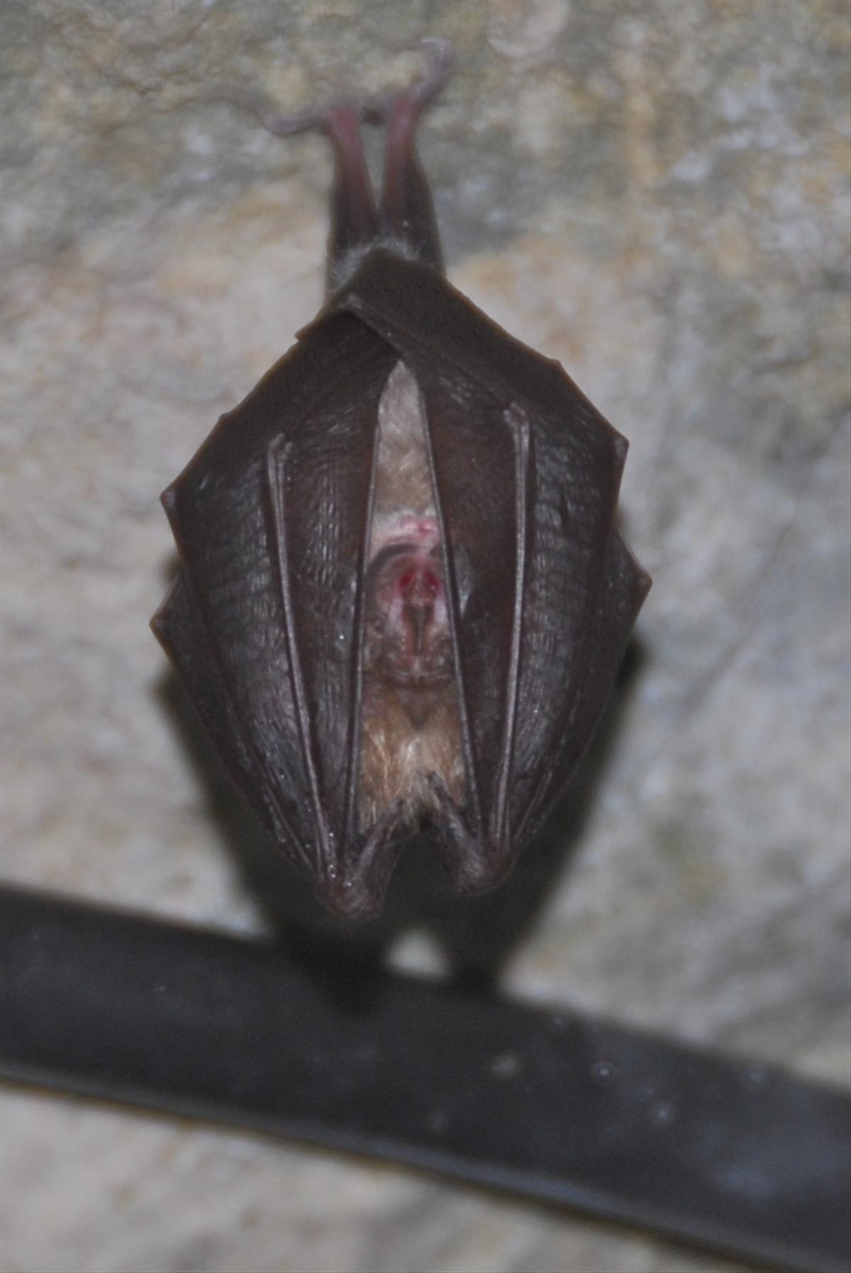 Rhinolophus hipposideros (door Bernadette van Noort)