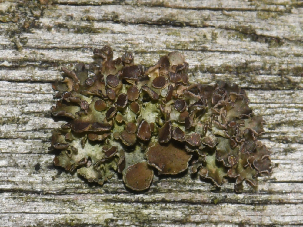 Cetraria sepincola (door Erik van Dijk)