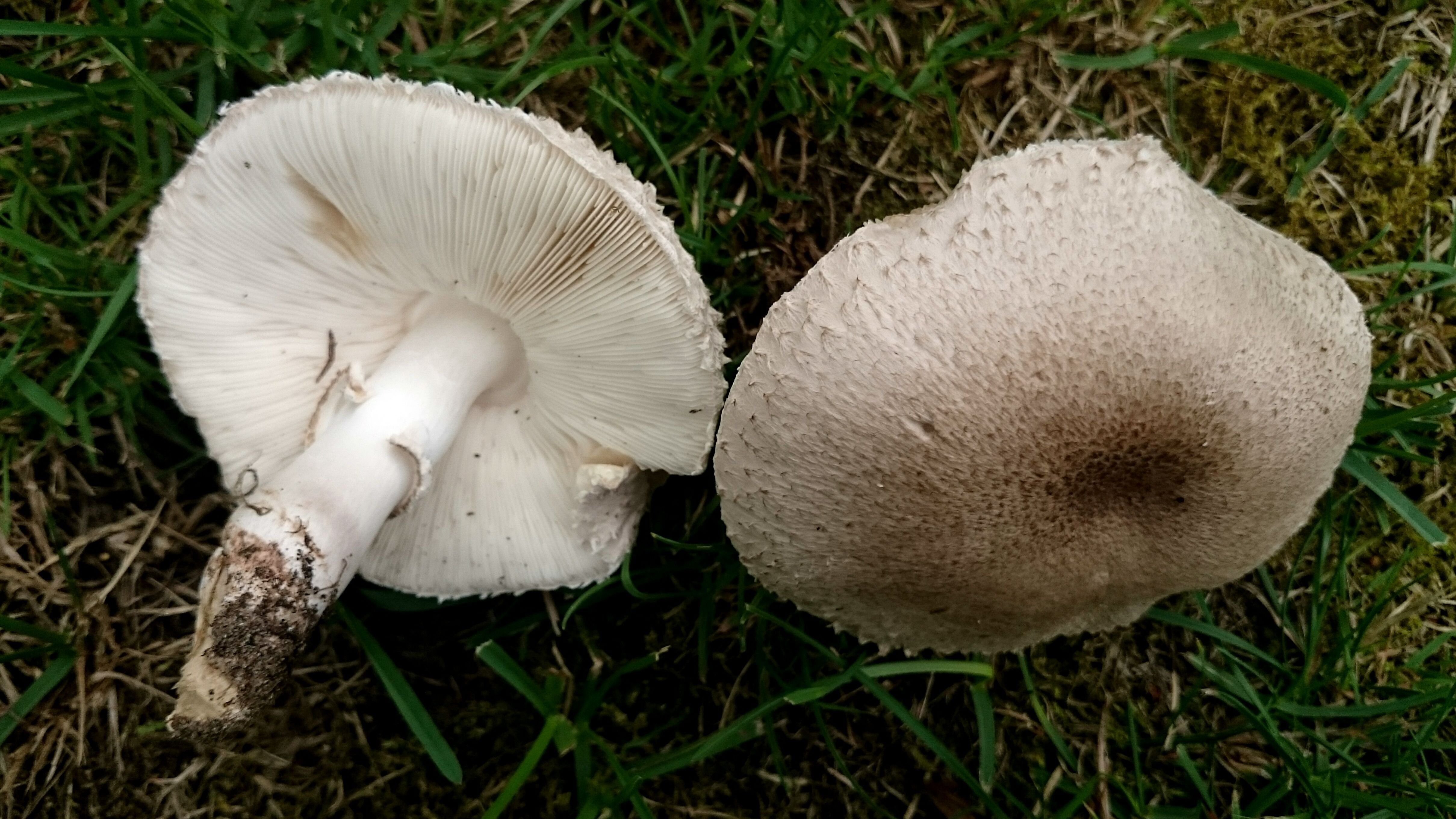 Leucoagaricus barssii (door Michel Beeckman)