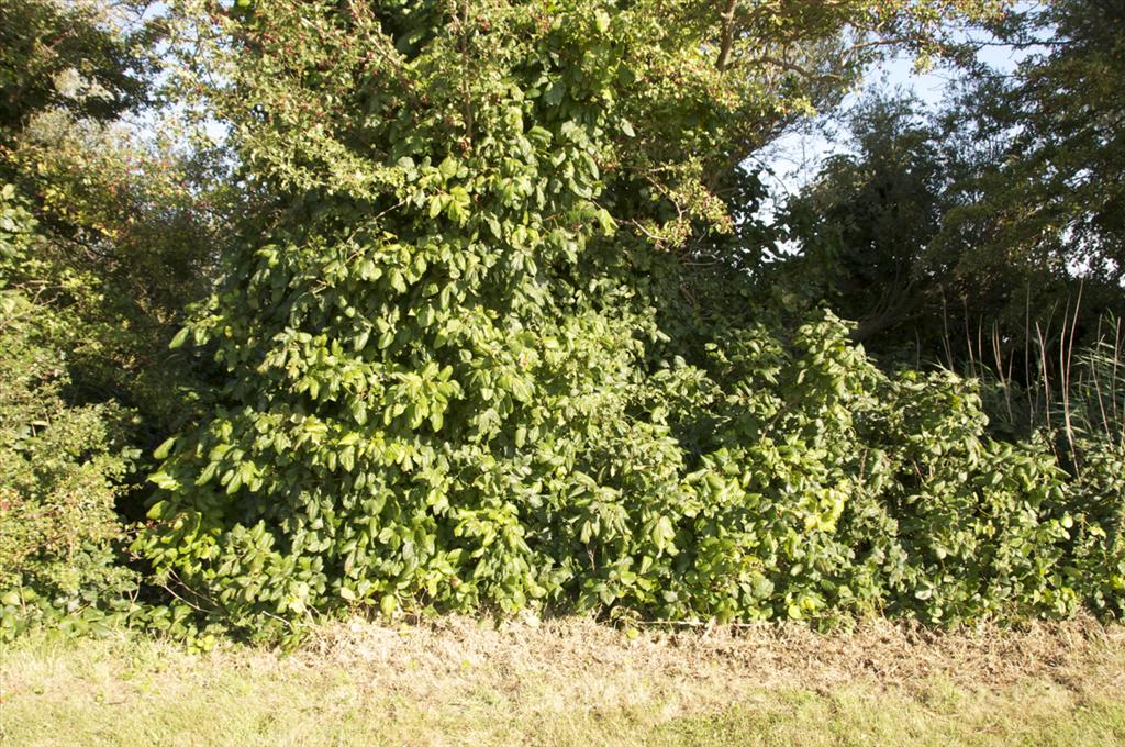 Rhus radicans (door Baudewijn Odé)