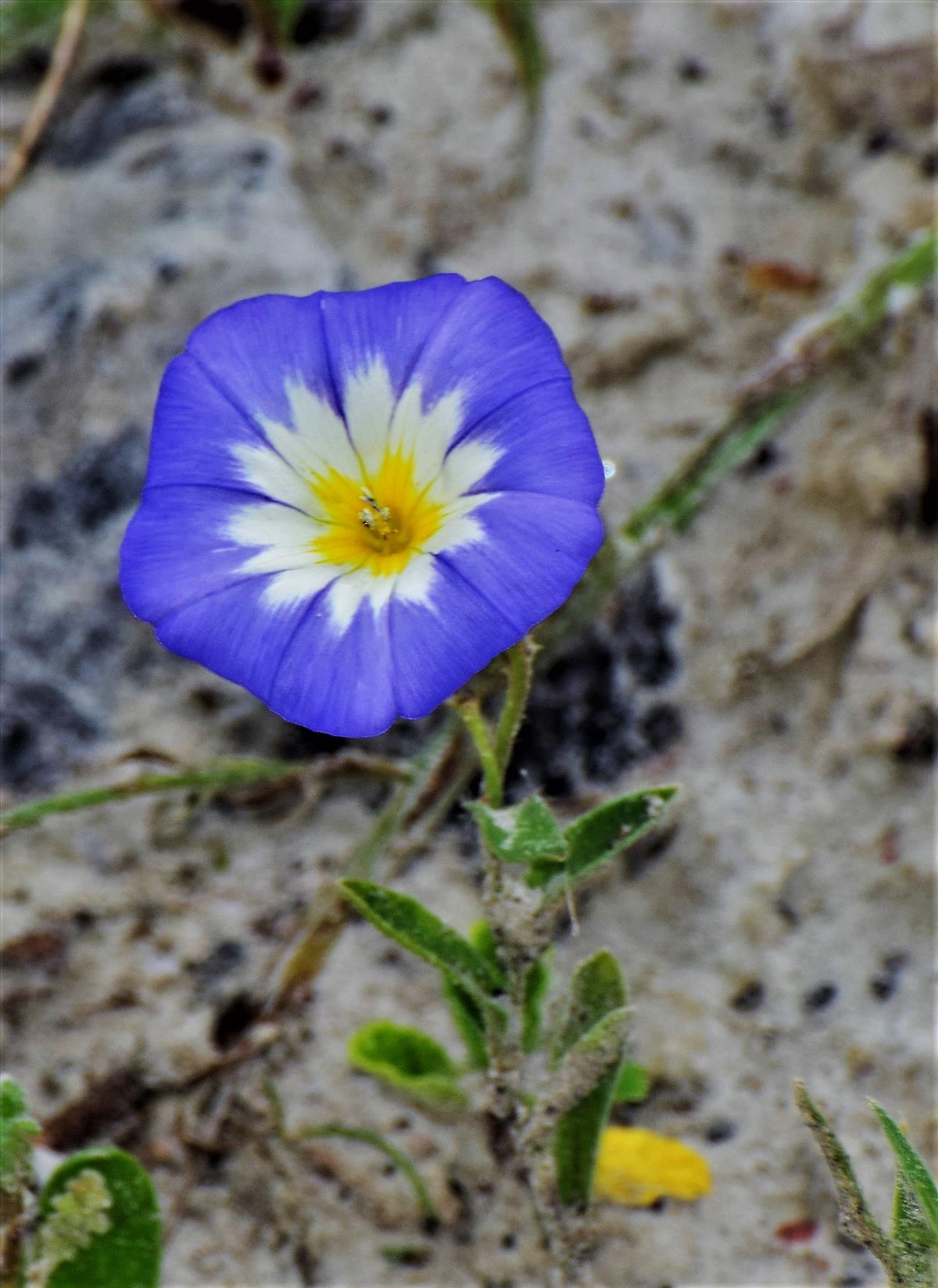 Convolvulus tricolor (door Elly Tiesma)