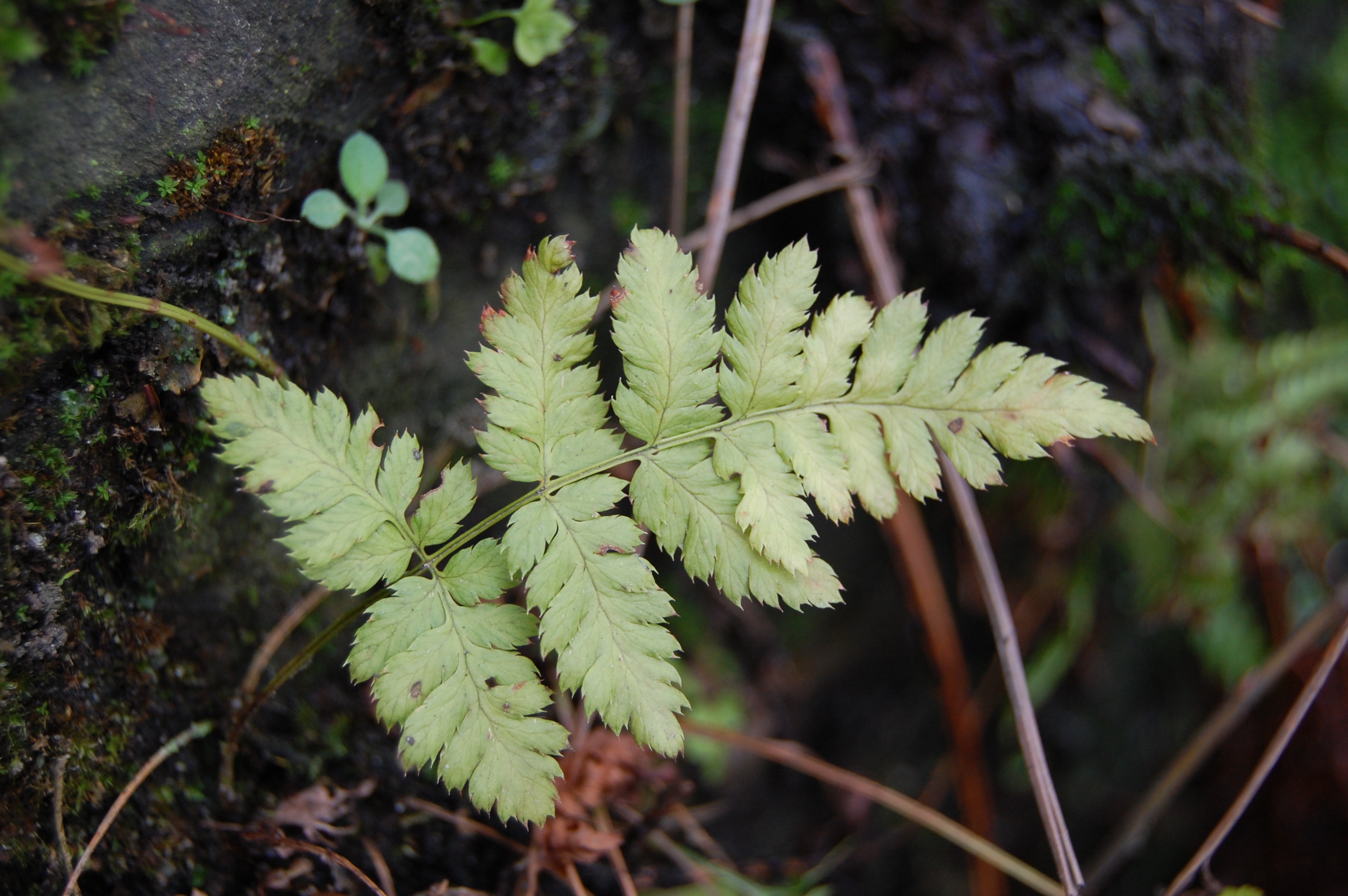 Dryopteris carthusiana (door Omar Pokorni)