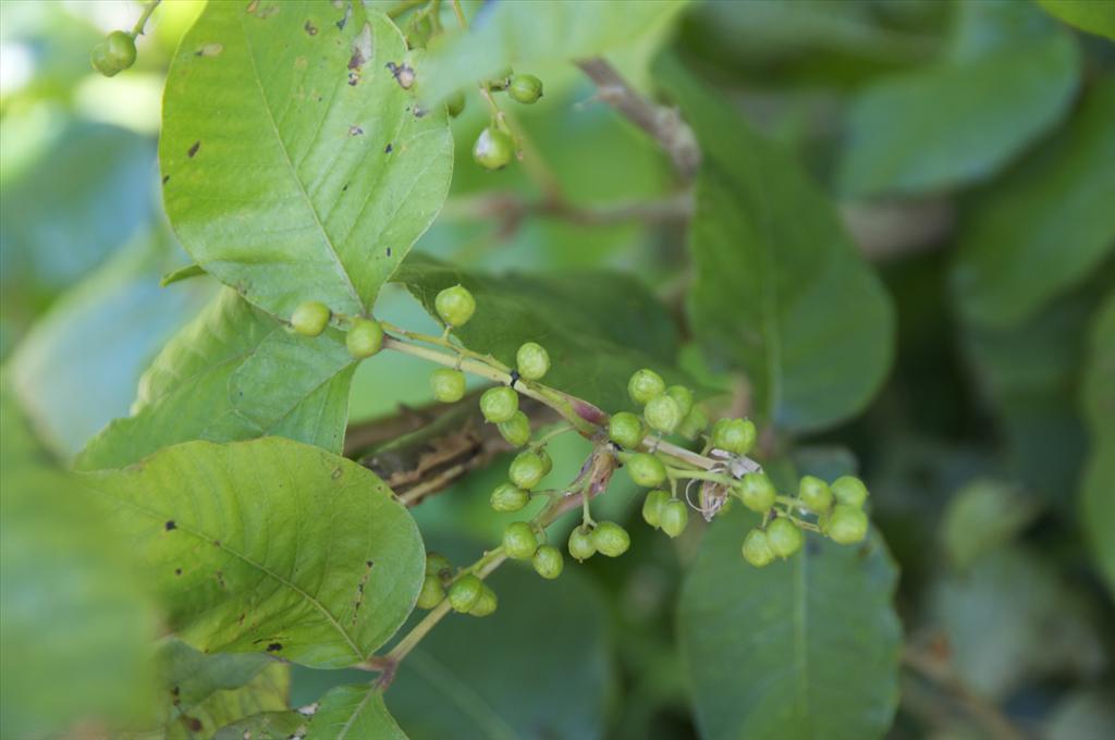 Rhus radicans (door Baudewijn Odé)