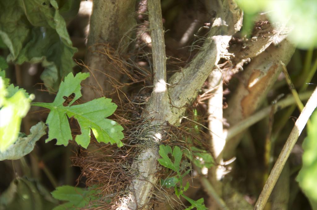 Rhus radicans (door Baudewijn Odé)