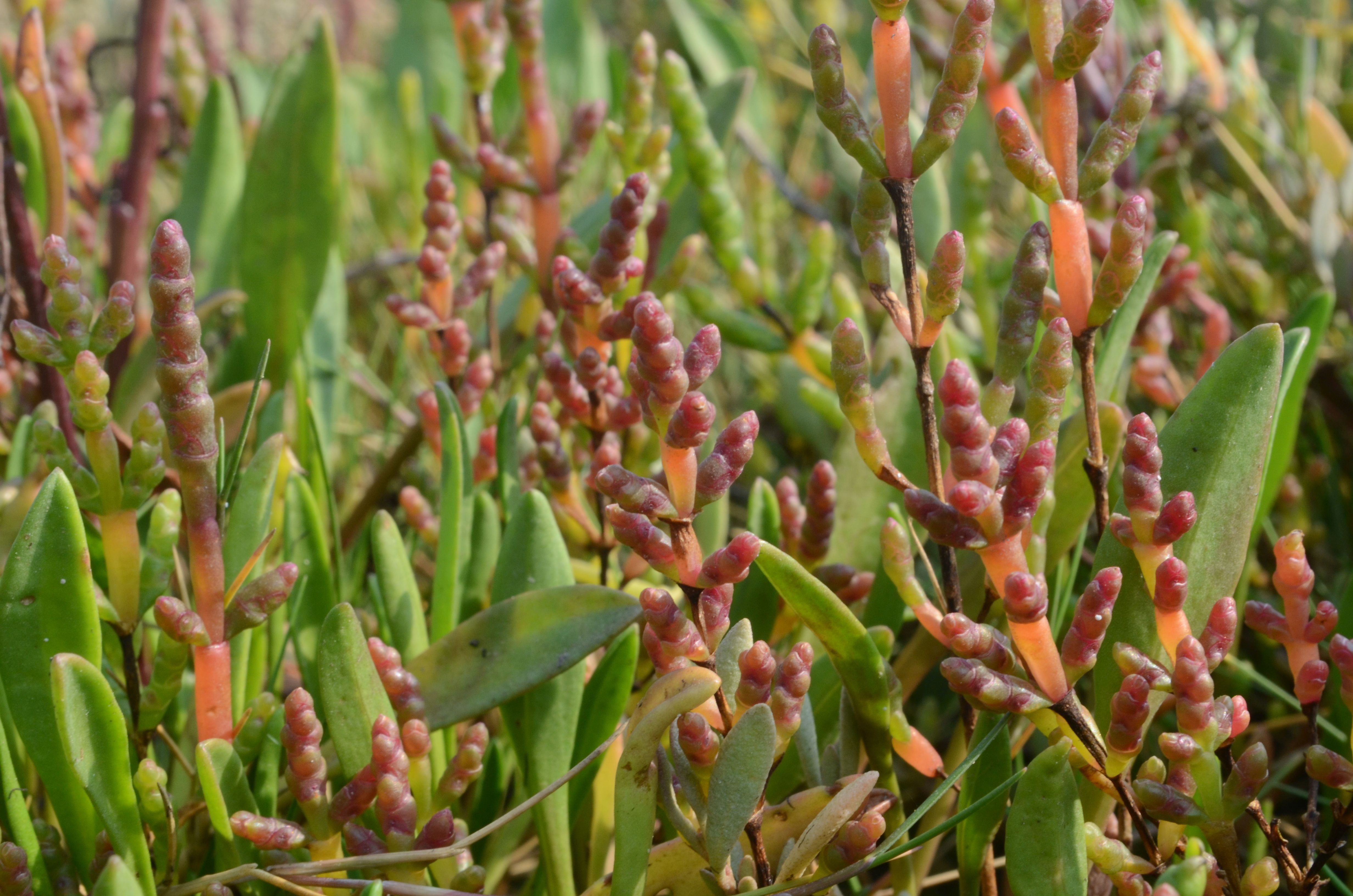 Salicornia europaea subsp. disarticulata (door John Janssen)