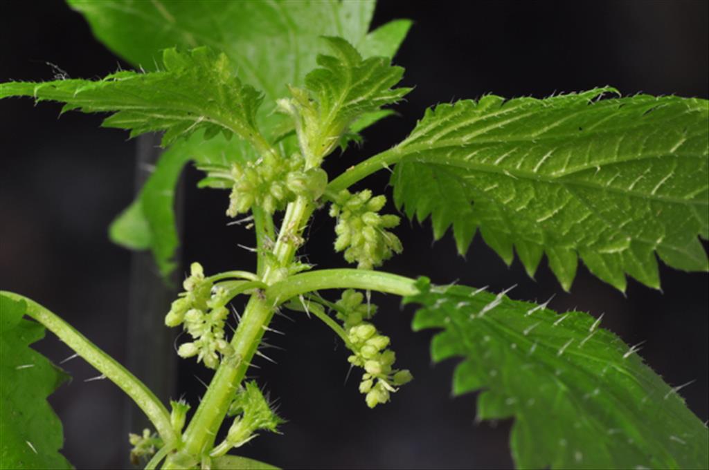 Urtica membranacea (door Baudewijn Odé)