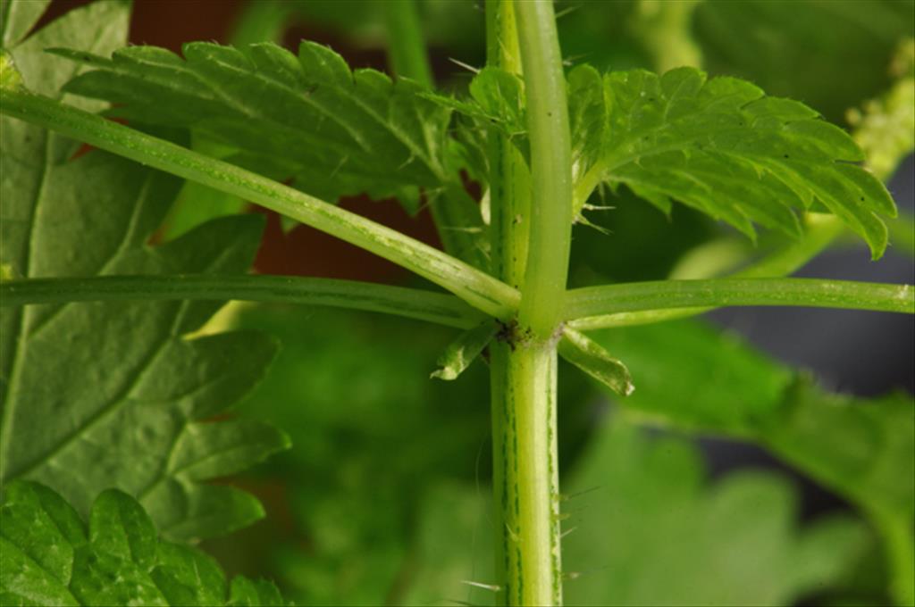 Urtica membranacea (door Baudewijn Odé)