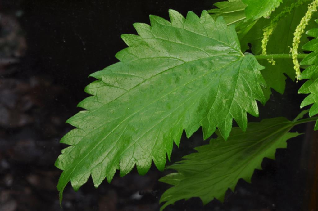 Urtica membranacea (door Baudewijn Odé)