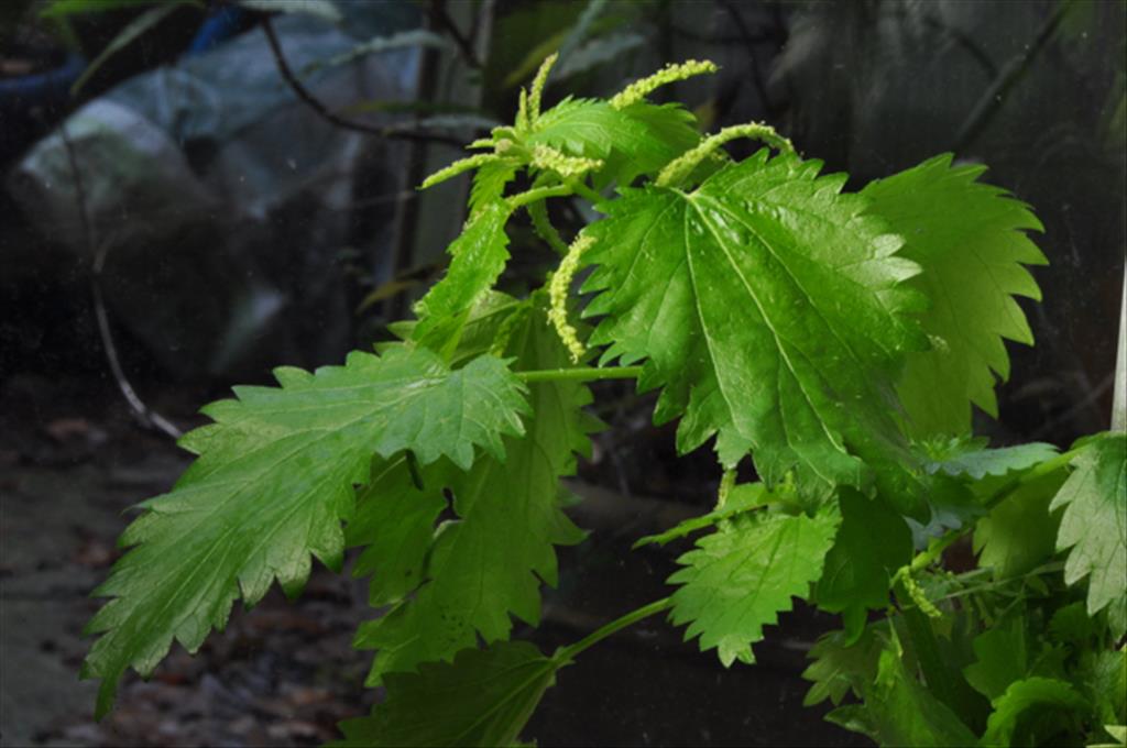 Urtica membranacea (door Baudewijn Odé)