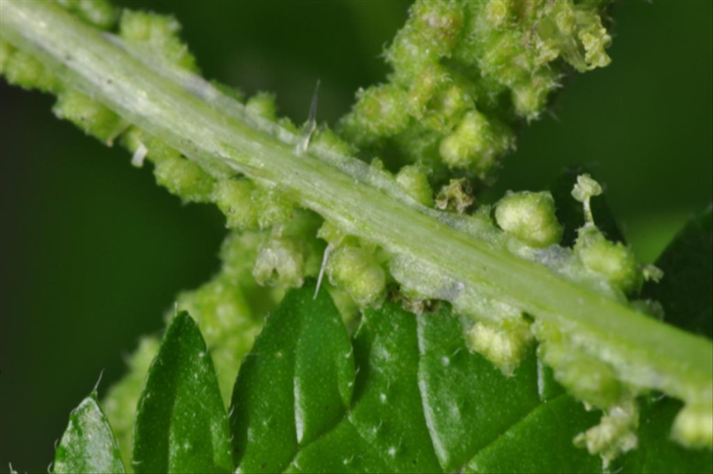 Urtica membranacea (door Baudewijn Odé)