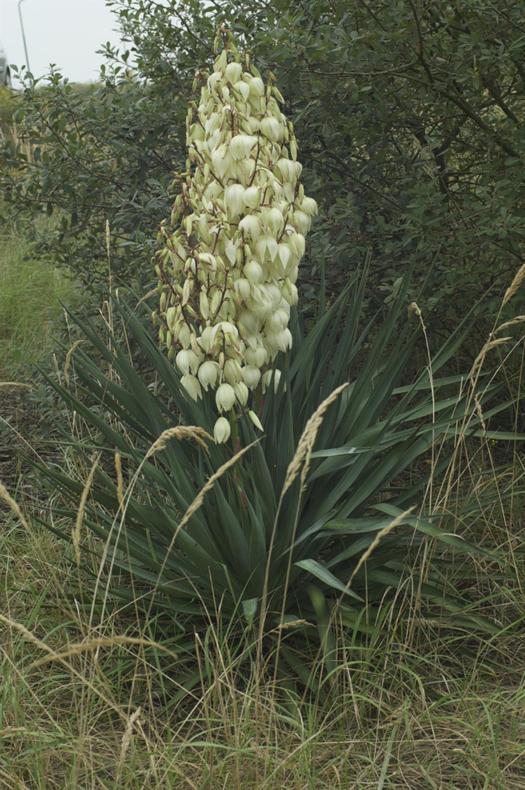 Yucca filamentosa (door Baudewijn Odé)