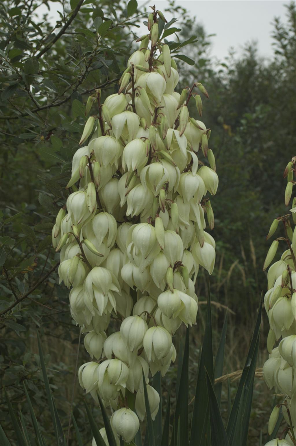 Yucca filamentosa (door Baudewijn Odé)