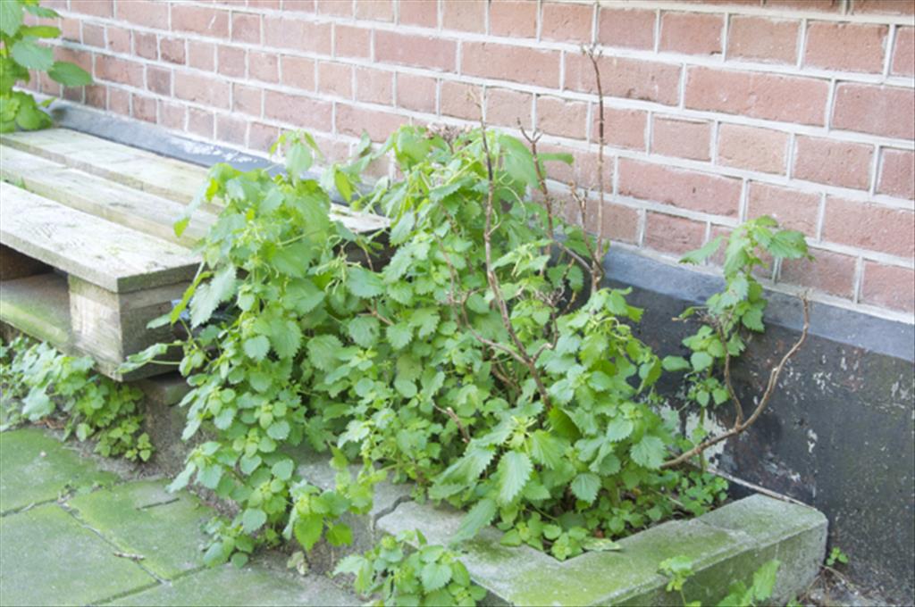 Urtica membranacea (door Baudewijn Odé)