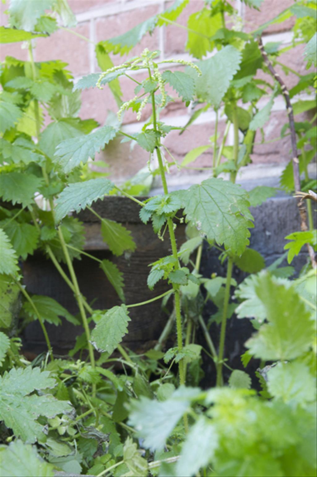 Urtica membranacea (door Baudewijn Odé)