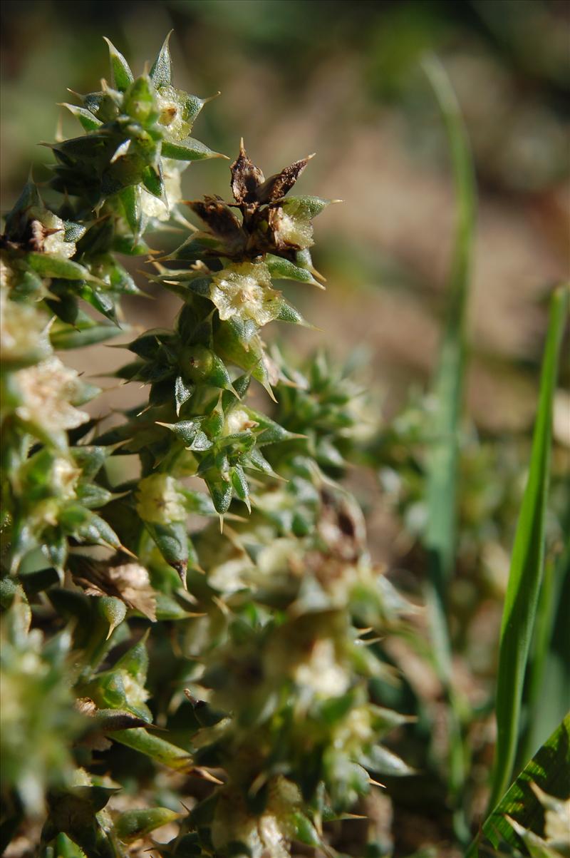 Salsola kali (door Joep Spronk)