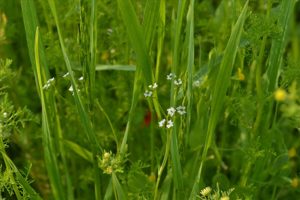 Valerianella dentata (door marcel bolten)