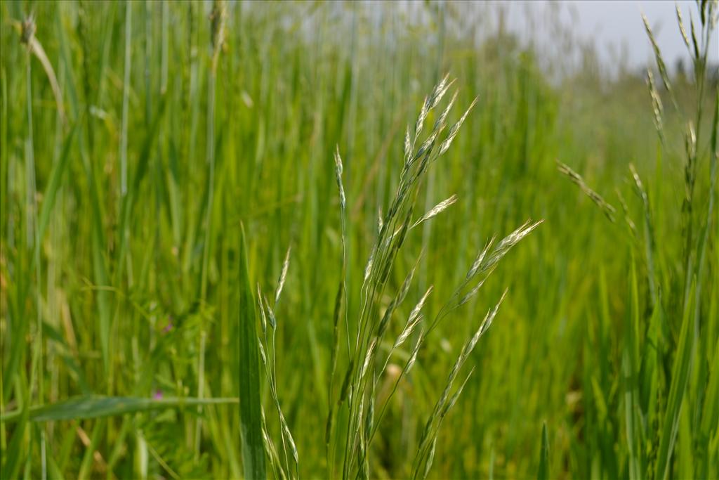 Bromus arvensis (door marcel bolten)