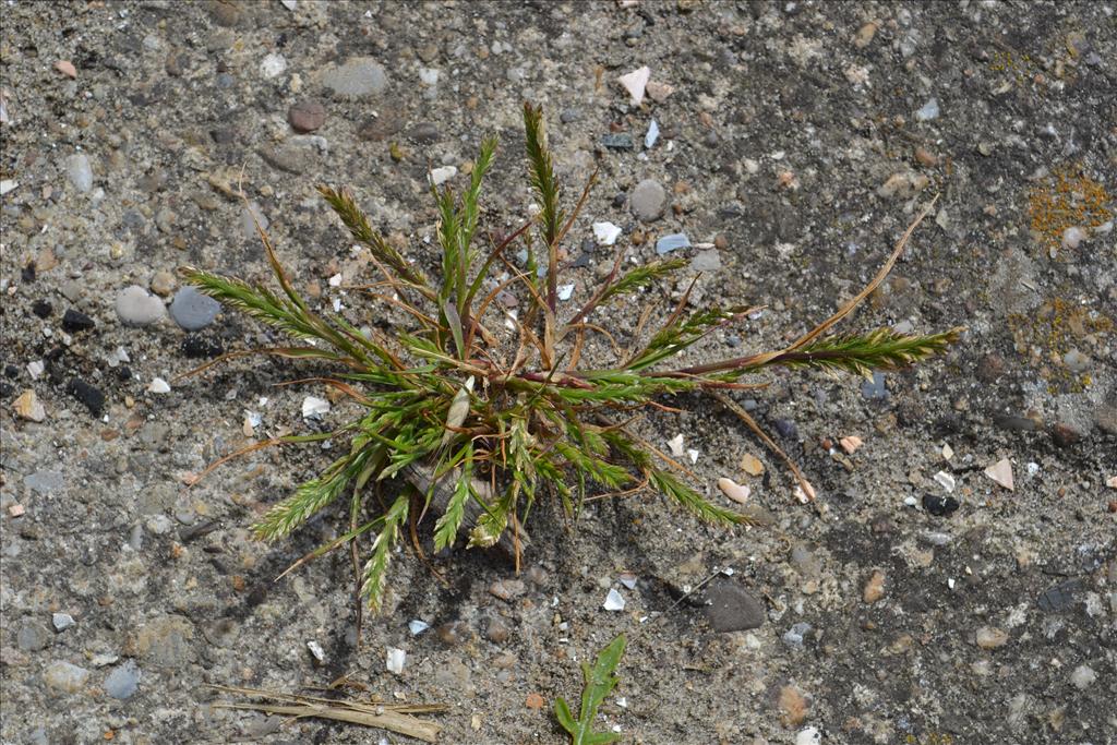 Catapodium marinum (door marcel bolten)