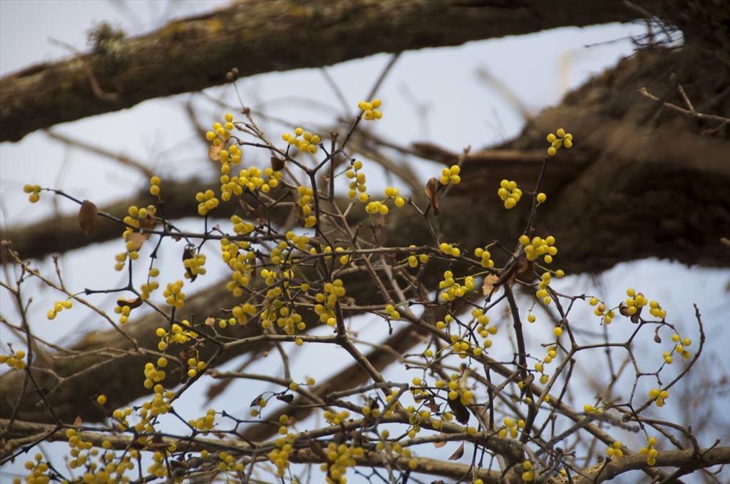 Loranthus europaeus (door Baudewijn Odé)