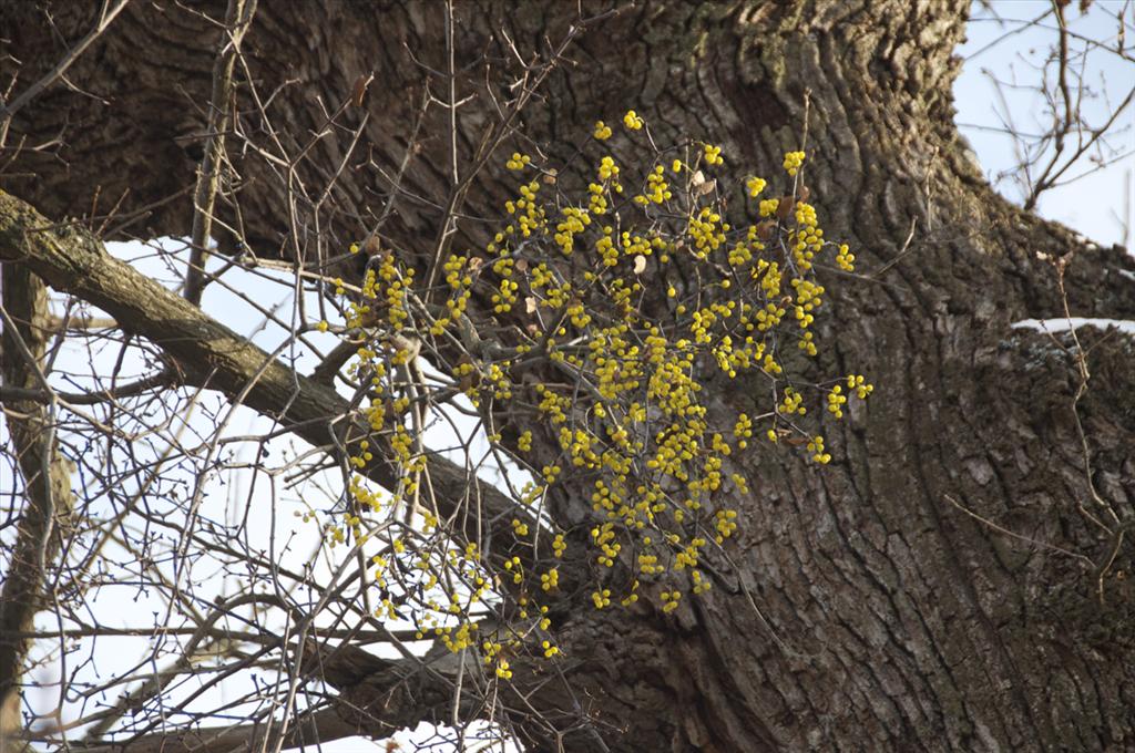 Loranthus europaeus (door Baudewijn Odé)