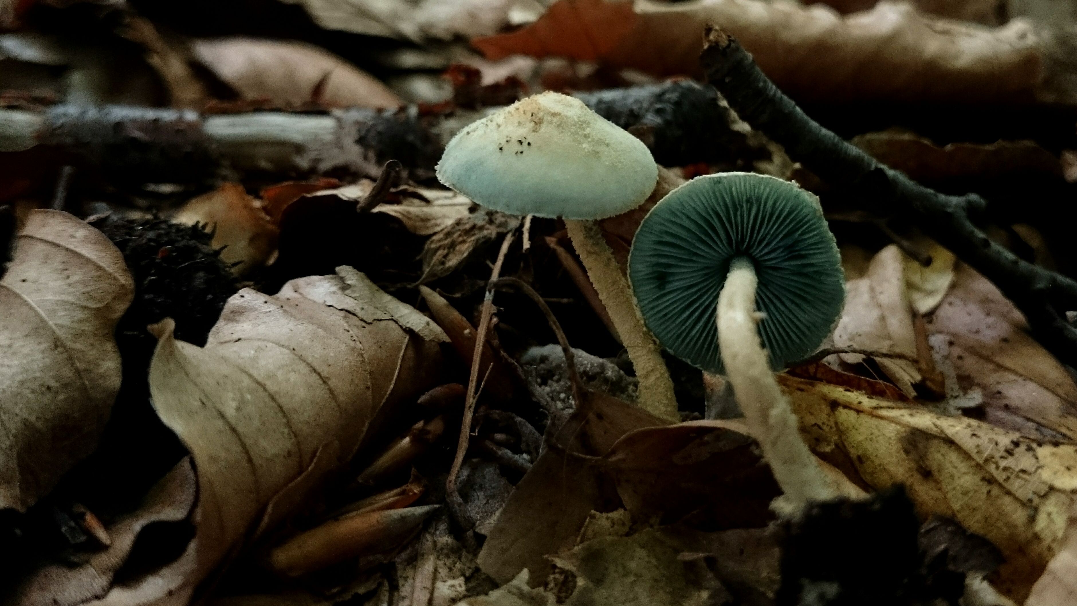 Melanophyllum eyrei (door Michel Beeckman)