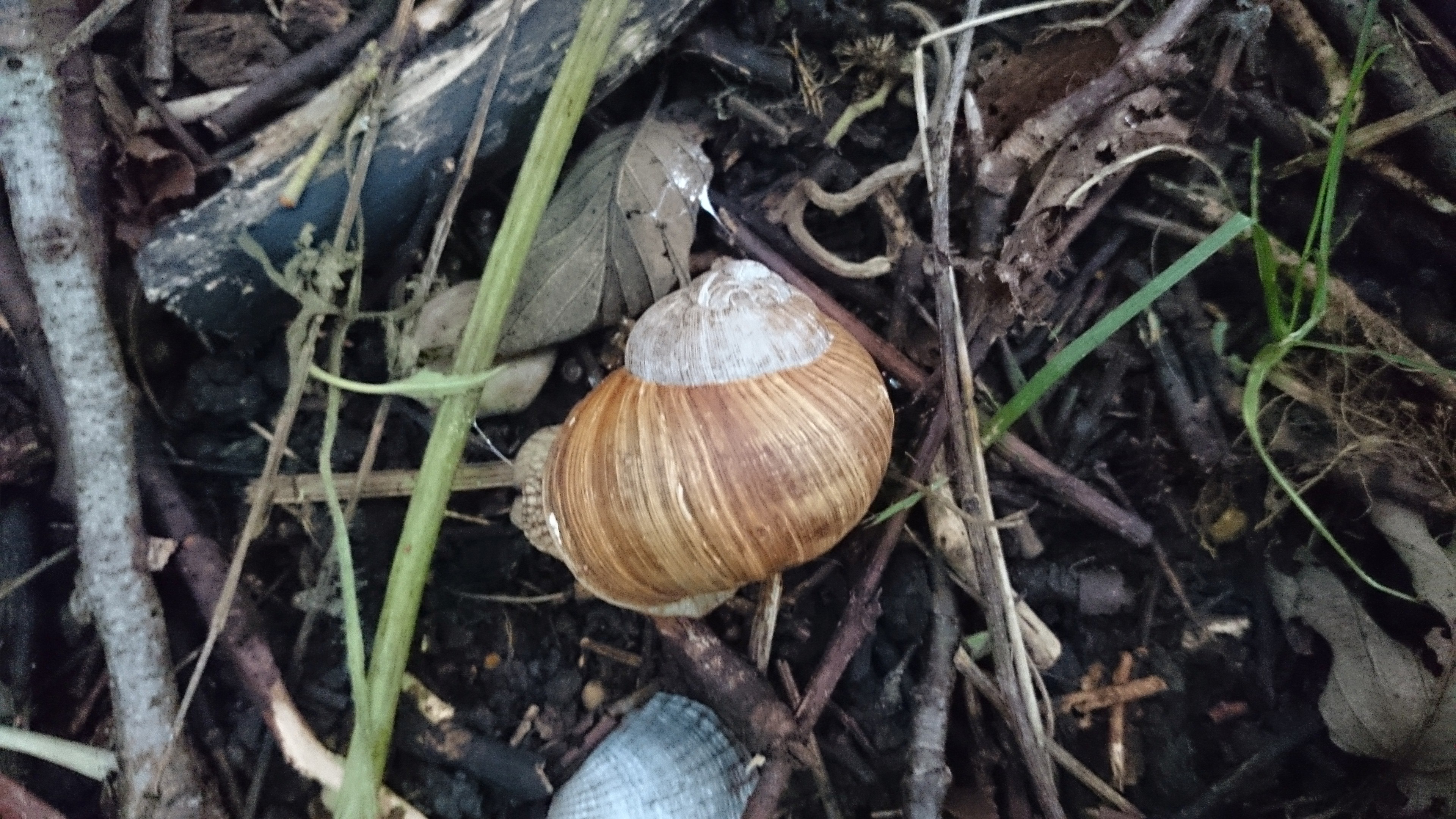 Helix pomatia (door Jaap de Boer)