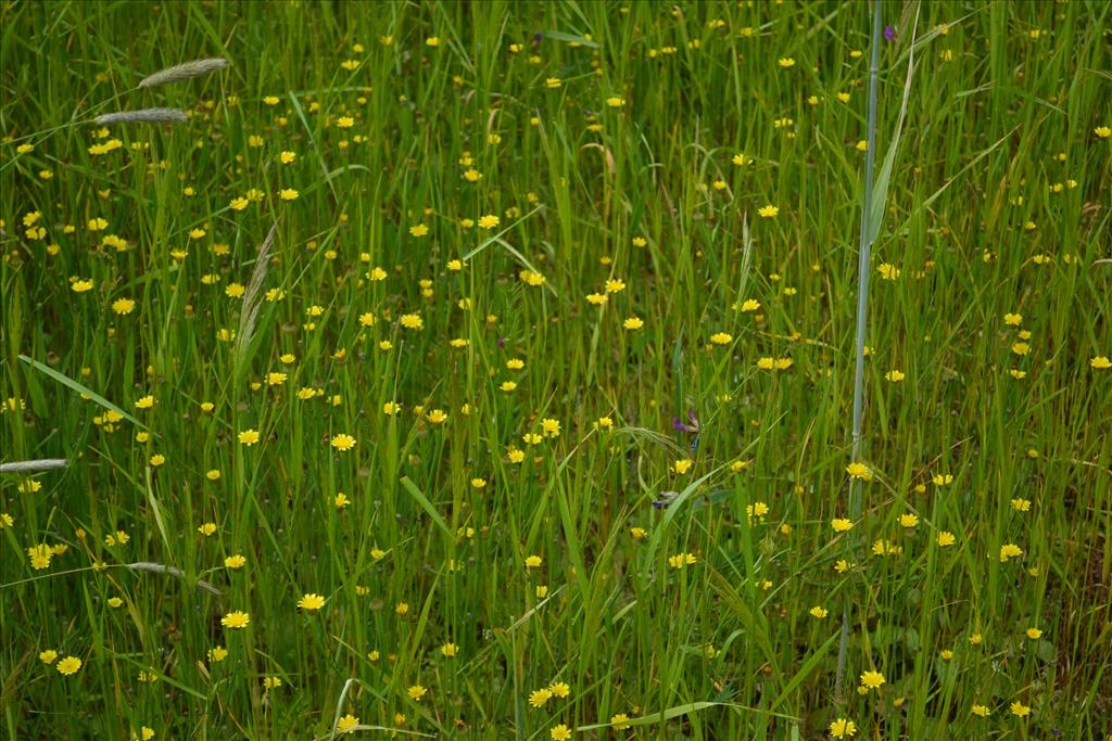 Arnoseris minima (door marcel bolten)