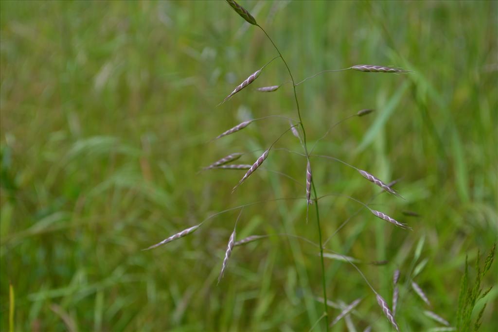 Bromus arvensis (door marcel bolten)