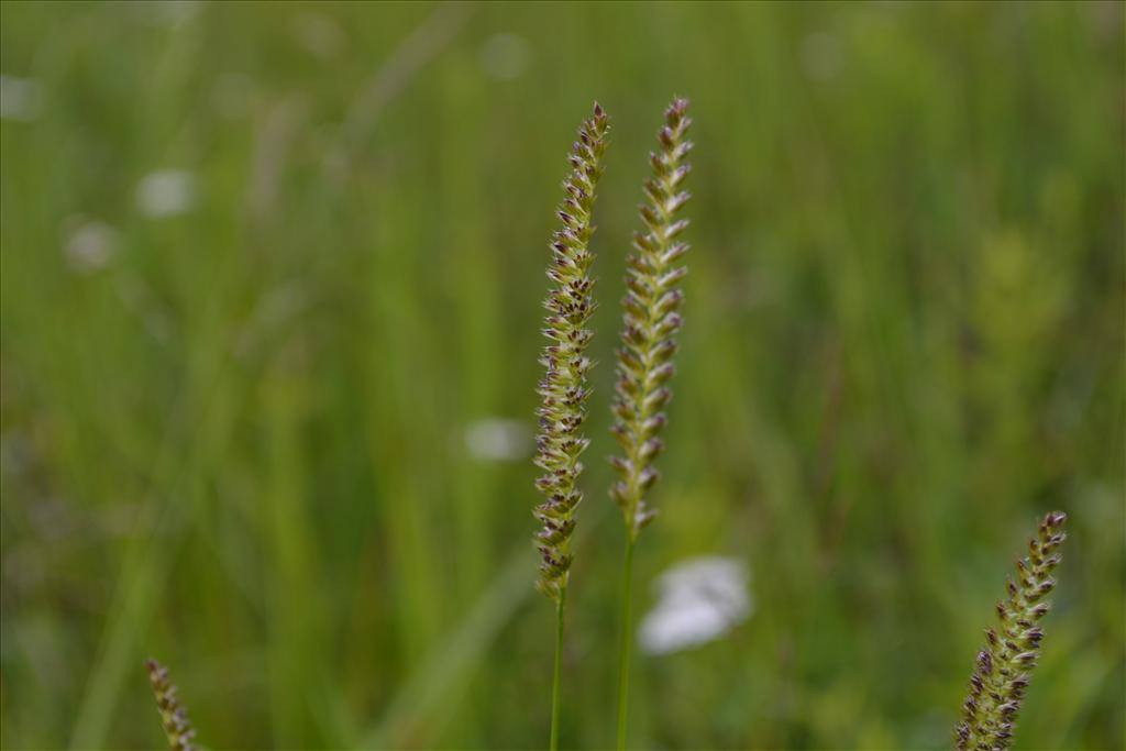 Cynosurus cristatus (door marcel bolten)