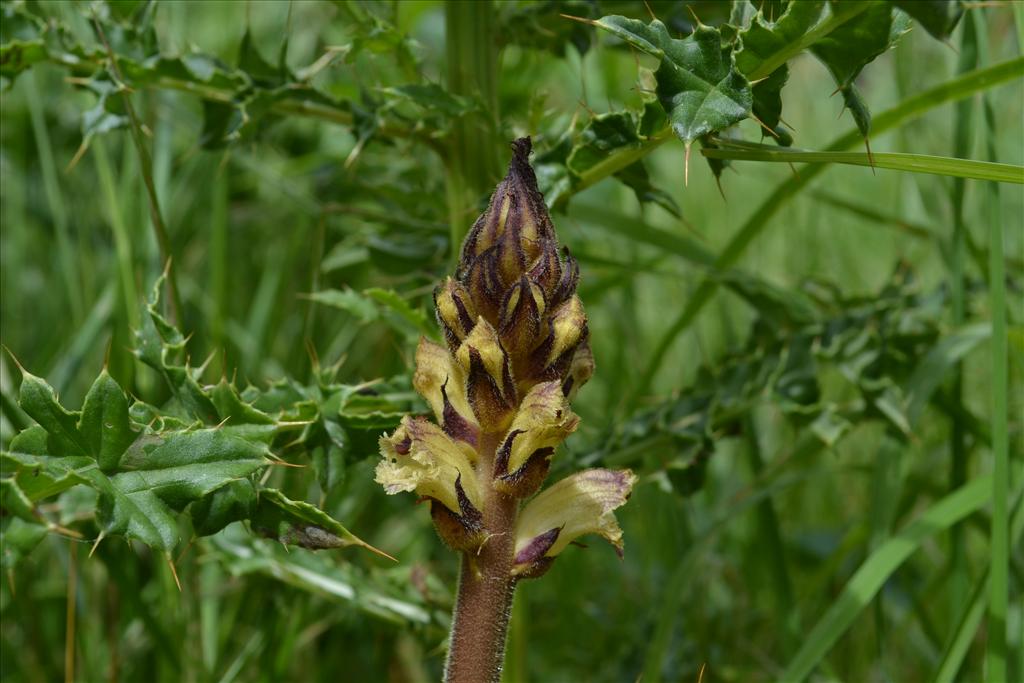 Orobanche reticulata (door marcel bolten)