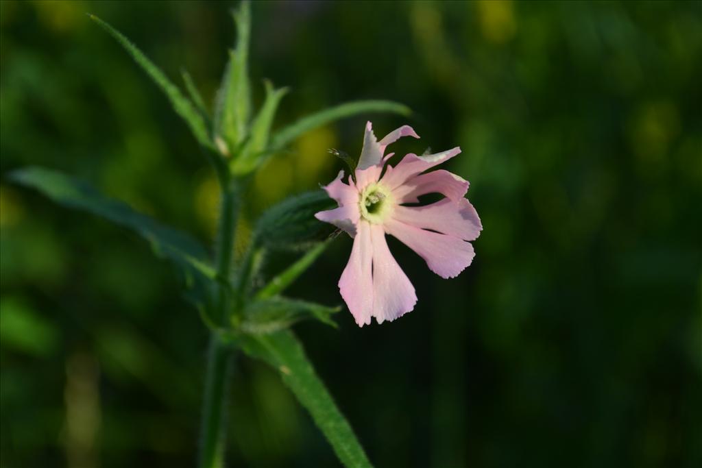 Silene noctiflora (door marcel bolten)