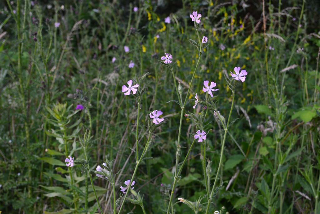 Silene noctiflora (door marcel bolten)