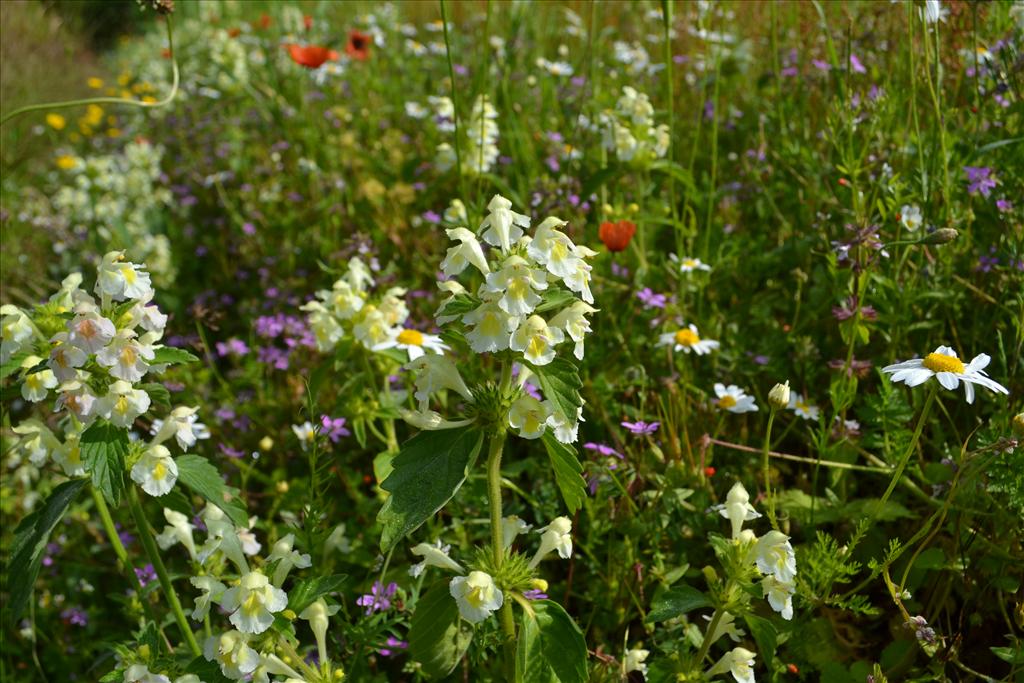 Galeopsis segetum (door marcel bolten)