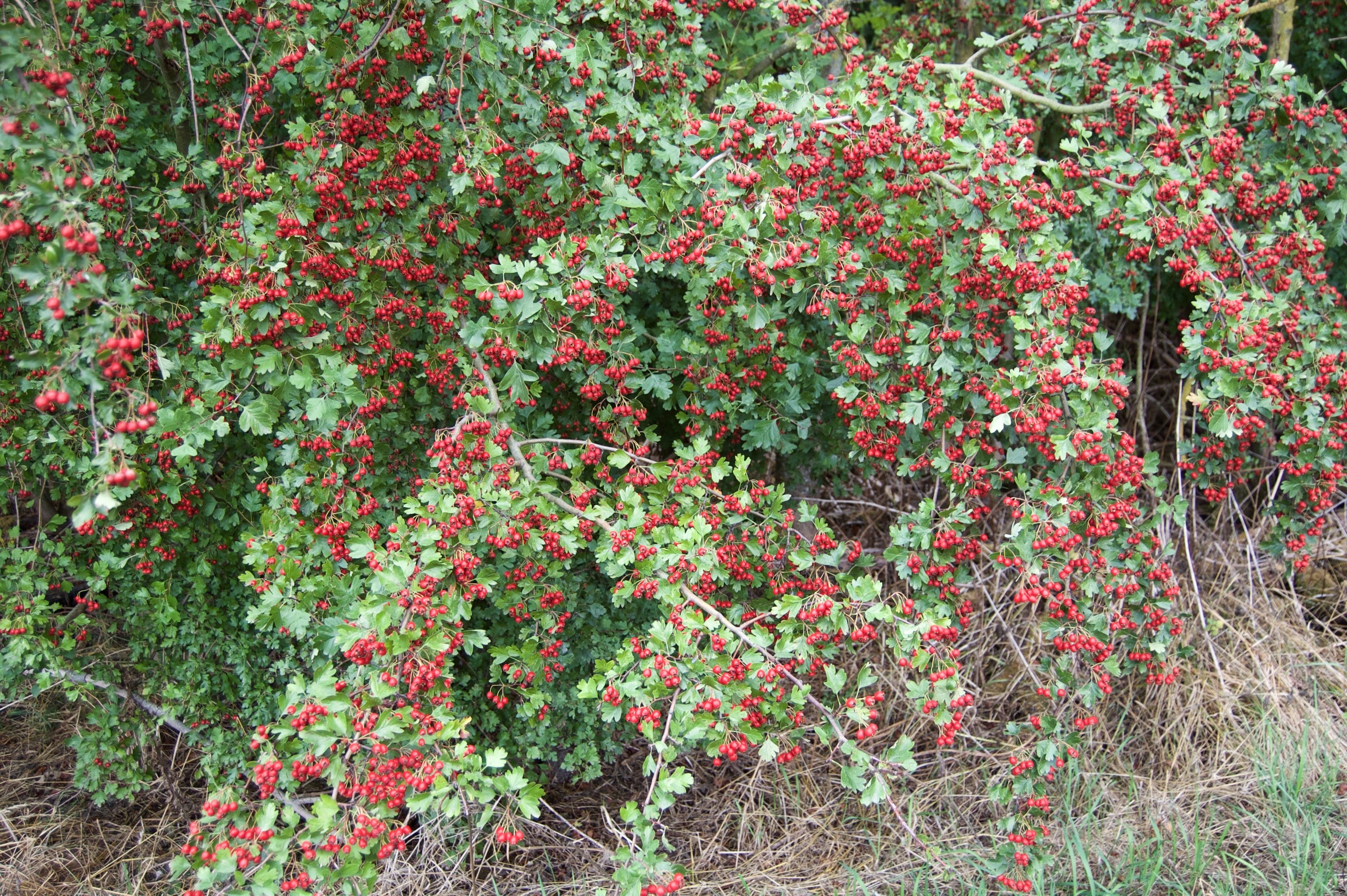 Crataegus monogyna (door Theo Heijmans)