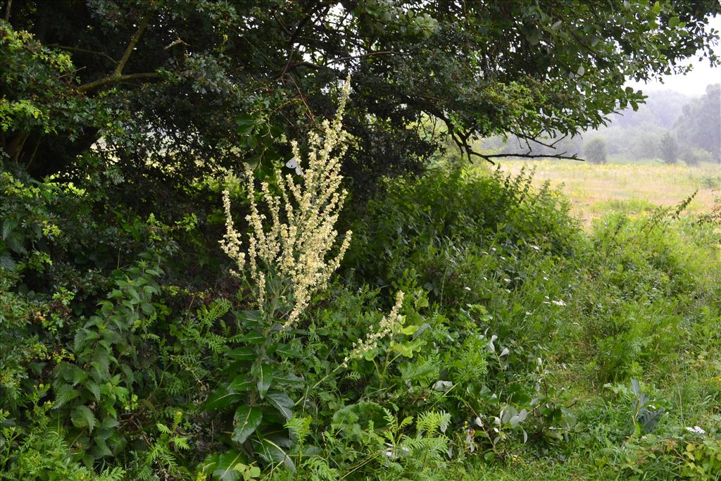 Verbascum lychnitis (door marcel bolten)