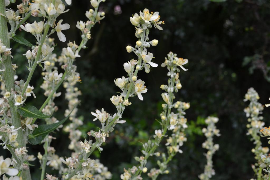 Verbascum lychnitis (door marcel bolten)