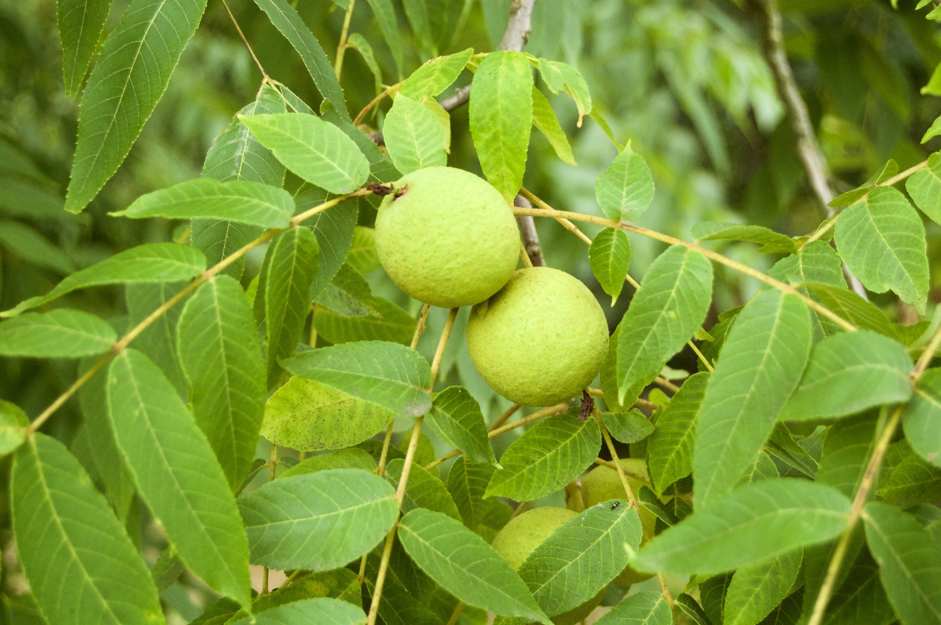 Juglans nigra (door Theo Heijmans)